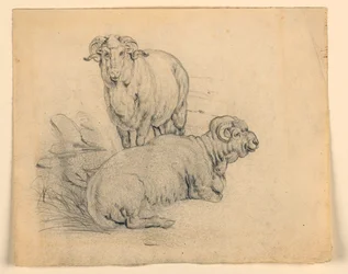 Disegno, Studio. Due montoni, 1850 ca.