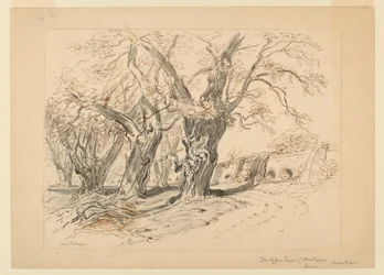 Disegno, studio per Gli alberi di cipresso di Montezuma, Parco di Chapultepec, Messico