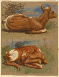 Disegno, Tre studi di vitelli, Stockbridge, 7 luglio 1876