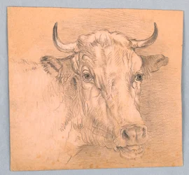 Testa di una mucca