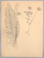 Studi di foglie