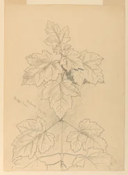Foglie d