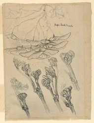 Baccelli di semi d