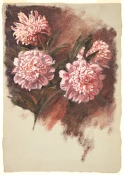 Peonie rosse