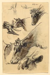 Schizzi di bestiame, Irvington