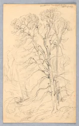 Schizzi di alberi