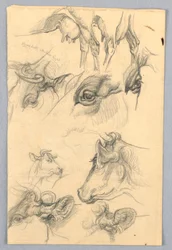 Studi di mucche