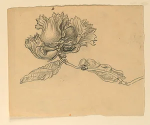 Studio per illustrazione: nocciole