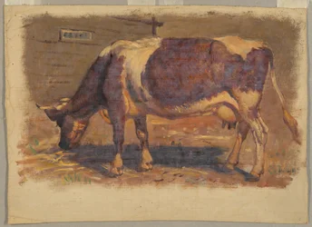 Studio di una mucca al pascolo