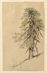 Studio di un albero su una collina