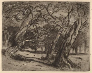 Senza titolo (Paesaggio boscoso)