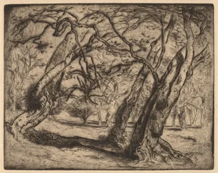 Senza titolo (paesaggio boscoso)