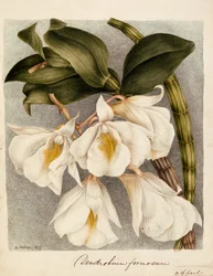 Dendrobium Formosum, c.1839 (acquerello)