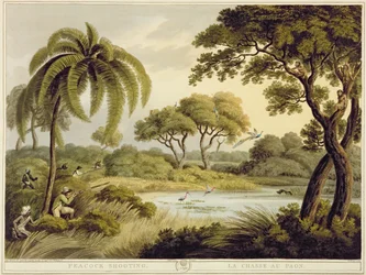 Caccia al pavone, da Oriental Field Sports, pub. da Edward Orme, 1807