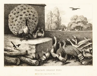 Un pavone eletto re degli uccelli della fattoria. 1811