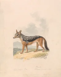 Sciacallo dalla gualdrappa