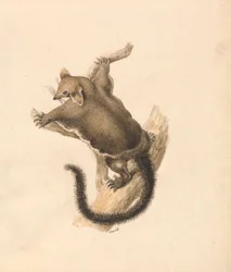 Scoiattolo volante