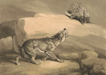 Volpe e il riccio (istrice)