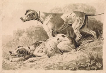 Cani da caccia