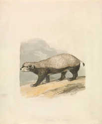 Tasso del miele
