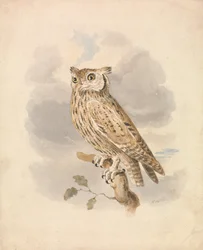 Gufo scops