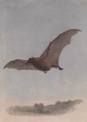 Studio di un pipistrello vampiro