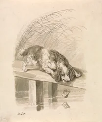 Il cane e l