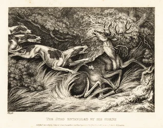 Tre segugi attaccano un cervo catturato per le corna. 1811 (incisione)