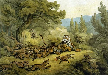 Tigre Cacciata da Cani Selvatici
