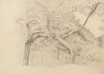 Boschetto di alberi in fogliame, 1884