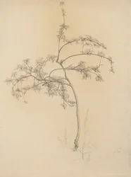 Albero in fiore, 1884