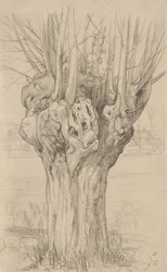 Albero nodoso, 1884