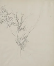 Studio di albero, 1884