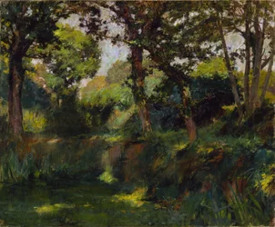 Paesaggio boscoso