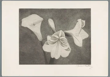 Amarillidi e calla