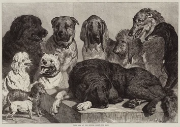 Cani premiati alla mostra canina del Crystal Palace