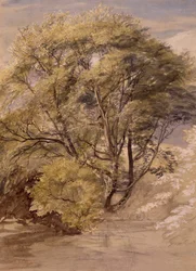 Studio di un salice, c.1850