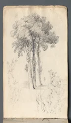 Taccuino: Studio di Albero