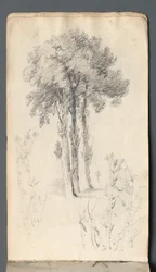 Album di schizzi: Studio di un albero