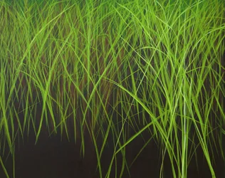Erba fresca, 2016 (acrilico su tela)