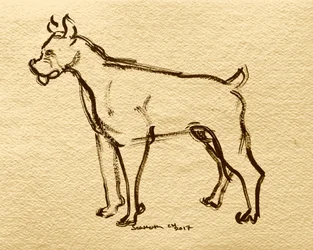 Schizzo di cane boxer