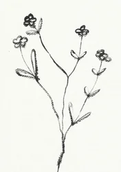 Disegno botanico minimalista