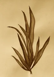 Studio botanico in seppia