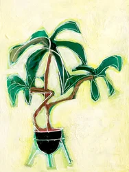 Pianta in vaso moderna