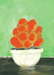 Succulenta in vaso dai colori vivaci