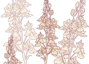 Orchidea, 2017