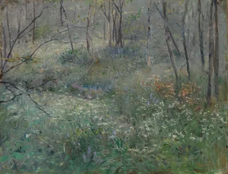 Prezzemolo selvatico, 1900