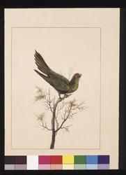 Pagina 18. Piccolo Parrocchetto. Ora noto come un Lorichetto Minore, c.1789-90