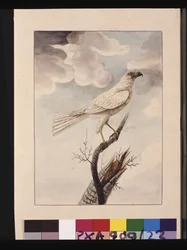 Pagina 23. White Hawke. Ora conosciuto come un Grey Goshawk, c.1789-90