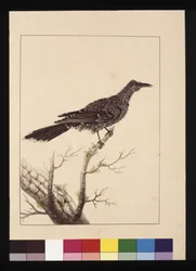 Pagina 26. Mangiatore di api con bargigli femmina. Ora noto come Uccello dalle bargigli piccoli, c.1789-90